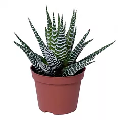 Хавортия полосатая Биг Бэнд - Haworthia fasciata Big Band D9 H15