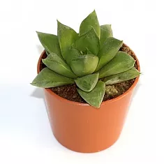 Хавортия ладьевидная - Haworthia cymbiformis D5 H10