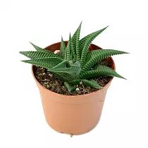 Хавортия лимолистная - Haworthia limifolia D5 H10