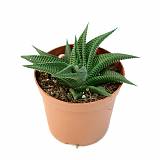 Хавортия лимолистная - Haworthia limifolia D5 H10