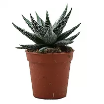 Хавортия пучковатая одноцветная - Haworthia fasciata var. concolor D9 H15