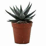 Хавортия пучковатая одноцветная - Haworthia fasciata var. concolor D9 H15