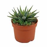 Хавортия пучковатая одноцветная - Haworthia fasciata var. concolor D8 H10