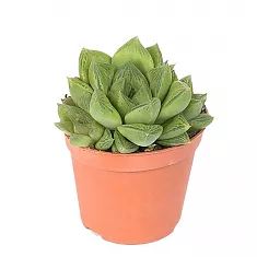 Хавортия ладьевидная - Haworthia cymbiformis D8 H15