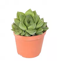 Хавортия ладьевидная - Haworthia cymbiformis D8 H15