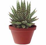 Хавортия жемчугоносная - Haworthia margaritifera D8 H15