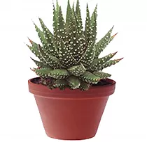 Хавортия жемчугоносная - Haworthia margaritifera D8 H15