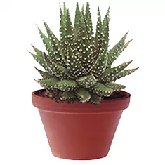 Хавортия жемчугоносная - Haworthia margaritifera D8 H15