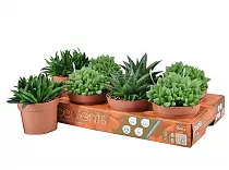 Хавортия микс- Haworthia mix D5 H10