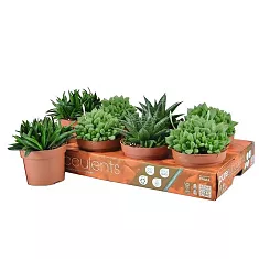 Хавортия микс- Haworthia mix D5 H10