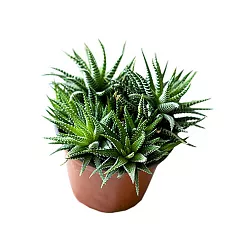 Хавортия жемчугоносная - Haworthia margaritifera D10 H15