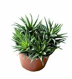 Хавортия жемчугоносная - Haworthia margaritifera D10 H15