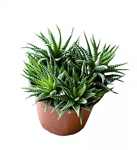 Хавортия жемчугоносная - Haworthia margaritifera D10 H15