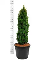 Тис ягодный - Taxus Bacc Fastigiata Aurea D60 H150