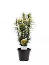 Тис головчатый, или Головчатотис - Cephalotaxus Harringtonia Korean Gold D19 H40