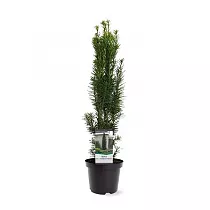 Тис ягодный Фастигиата - Taxus Bacc Fastigiata Robusta D19 H55