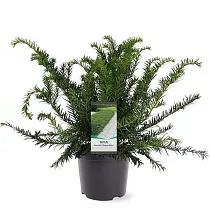 Тисс ягодный Репанденс - Taxus Bacc Repandens D23 H40