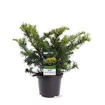 Тис ягодный Саммерголд - Taxus Bacc Summergold D23 H40