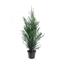 Тисс бакката - Taxus Baccata D26 H100