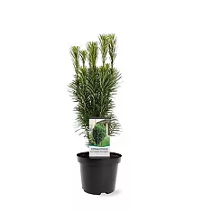 Тис головчатый, или Головчатотис - Cephalotaxus Harringtonii Fastigiata D19 H55