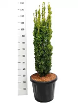 Тис ягодный, или Тисс ягодный ”Давид ”- Taxus Bacc David D38 H140