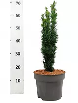 Тис ягодный Фастигиата - Taxus Bacc Fastigiata Robusta D23 H50