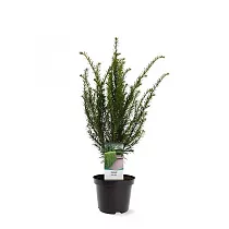 Тисс бакката - Taxus Baccata D19 H50