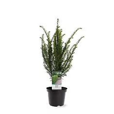 Тисс бакката - Taxus Baccata D19 H50