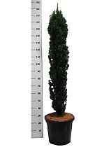 Тис ягодный - Taxus Bacc Fastigiata Robusta D38 H180