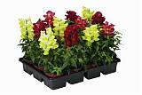 Антирринум - Antirrhinum D12 H20