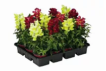 Антирринум - Antirrhinum D12 H20