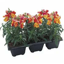 Антирринум - Antirrhinum D9 H20