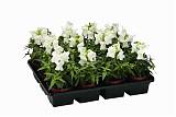 Антирринум - Antirrhinum D9 H20