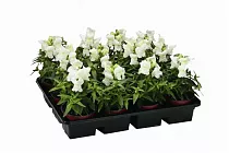 Антирринум - Antirrhinum D9 H20