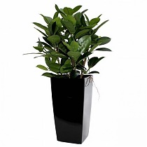 Фикус Эластика Мелани + Lechuza CUBICO 30