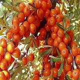 Облепиха крушиновидная - Hippophae rhamnoides 1,5-2 ltr, H40-60