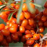 Облепиха Витаминная - Hippophae Vitaminia 1,5-2 ltr, H40-60