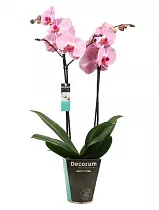 Фаленопсис гигантский 2 цветоноса - Phalaenopsis gigantea Flying Dutchman D15 H100