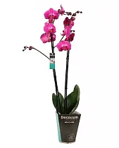 Фаленопсис гигантский 2 цветоноса - Phalaenopsis gigantea Louisiana D15 H100