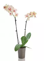 Фаленопсис гигантский 2 цветоноса - Phalaenopsis gigantea Madonna D15 H100