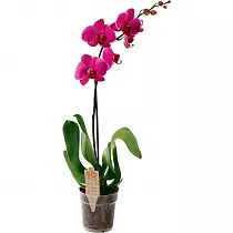 Фаленопсис гигантский 1 цветонос - Phalaenopsis gigantea Aberdrot  D15 H100