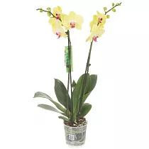 Фаленопсис гигантский 2 цветоноса - Phalaenopsis gigantea Dusty Sunset D15 H90