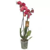 Фаленопсис гигантский 2 цветоноса - Phalaenopsis gigantea Dutch Diva D15 H90