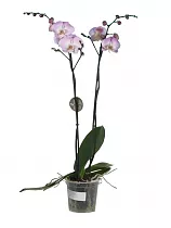 Фаленопсис гигантский 2 цветоноса - Phalaenopsis gigantea Cinders D15 H90