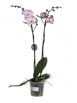 Фаленопсис гигантский 2 цветоноса - Phalaenopsis gigantea Cinders D15 H90