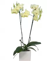 Фаленопсис гигантский 2 цветоноса - Phalaenopsis gigantea Deventeriana ‘Treva’ D15 H100