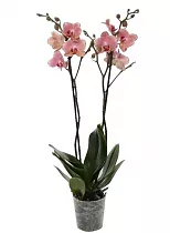 Фаленопсис гигантский 2 цветоноса - Phalaenopsis gigantea Desert Dream D15 H100