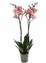 Фаленопсис гигантский 2 цветоноса - Phalaenopsis gigantea Desert Dream D15 H100