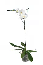 Фаленопсис гигантский 1 цветонос - Phalaenopsis gigantea Adelaide D15 H100