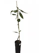 Авокадо, или Персея американская - Persea americana D17 H60